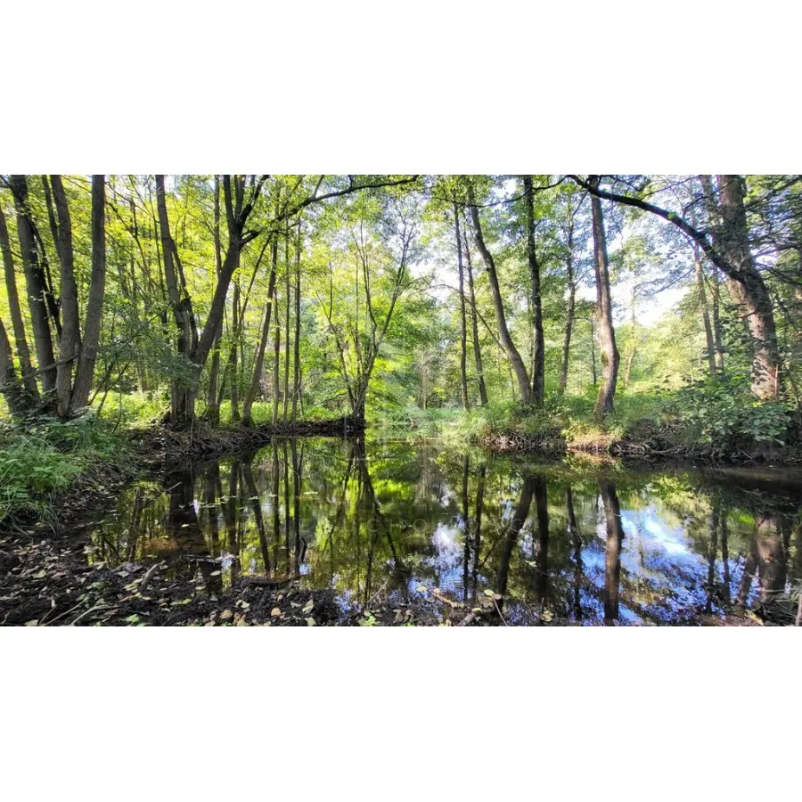 lubuskie, Gorzowski, Lubiszyn, Staw, Działka z linią brzegową rzeki, lasem i stawem.