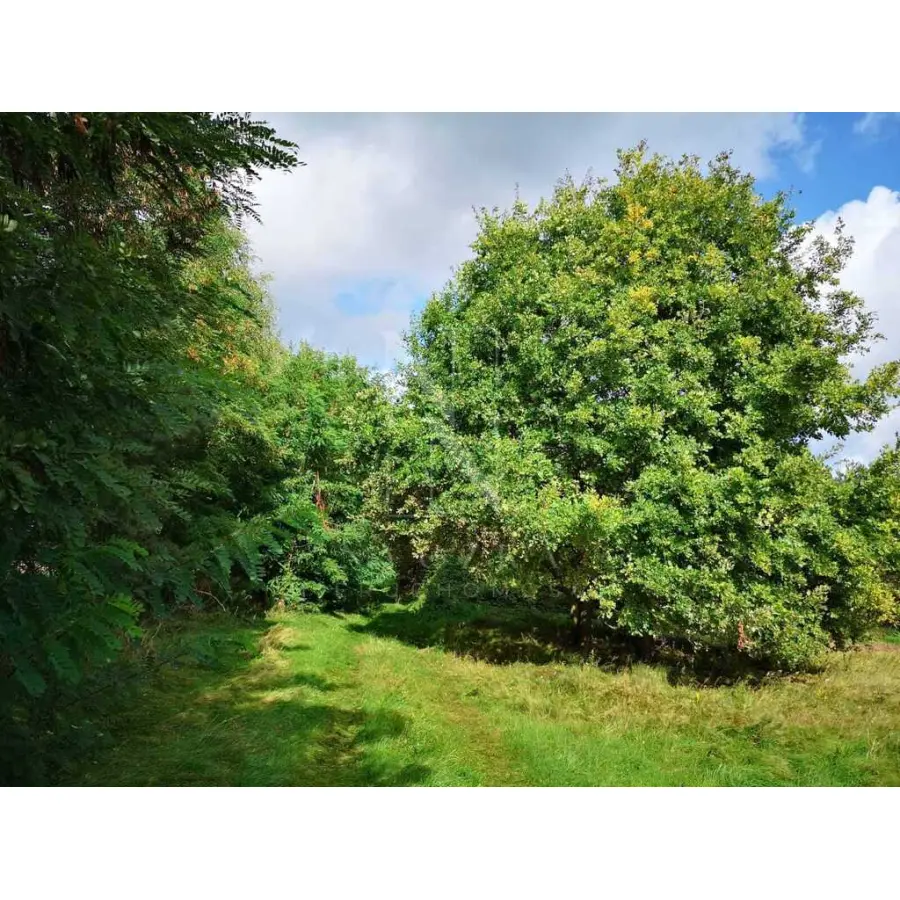 zachodniopomorskie, Gryficki, Gryfice, Świeszewo, Świeszewo,gm.Gryfice,1.8458ha,Decyzja wz,pod dom.