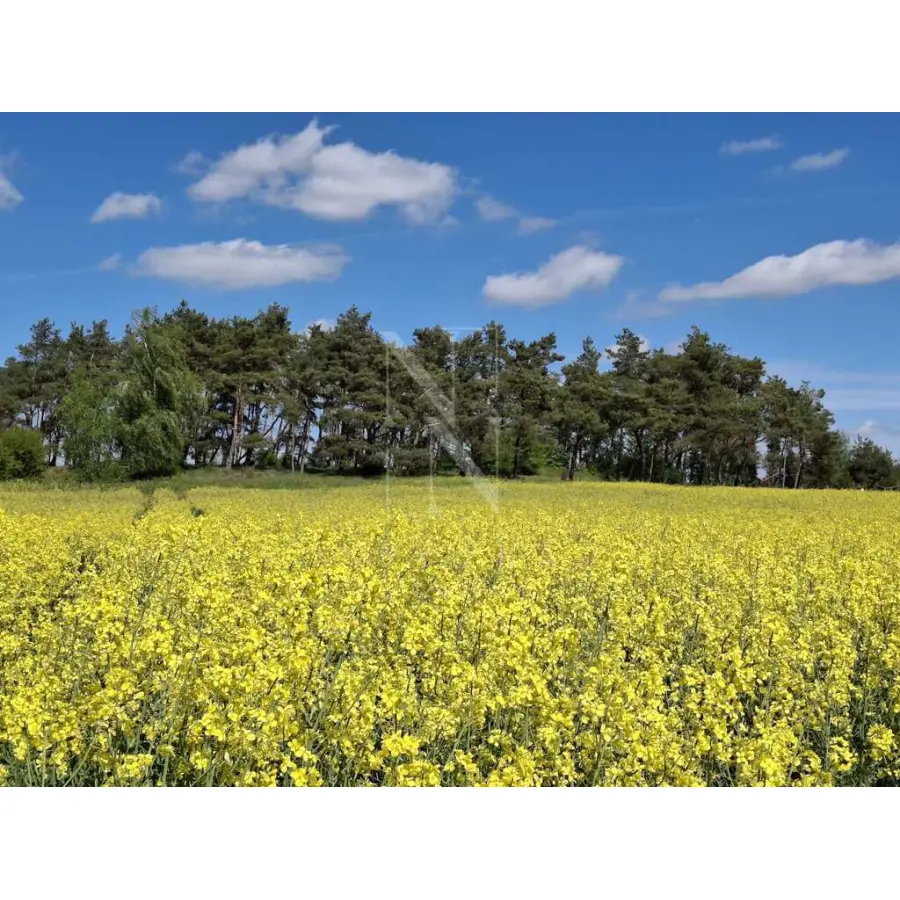 zachodniopomorskie, Pyrzycki, Bielice, Parsów, Wyjątkowa działka na wsi z lasem